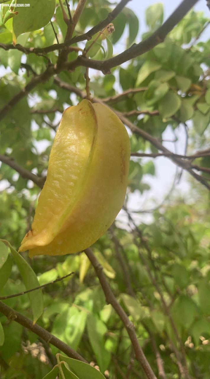 مركز الأبحاث يستعرض نجاح زراعة الأناناس والكاجو والكرمبولا والشيكو في مهرجان مانجو جازان