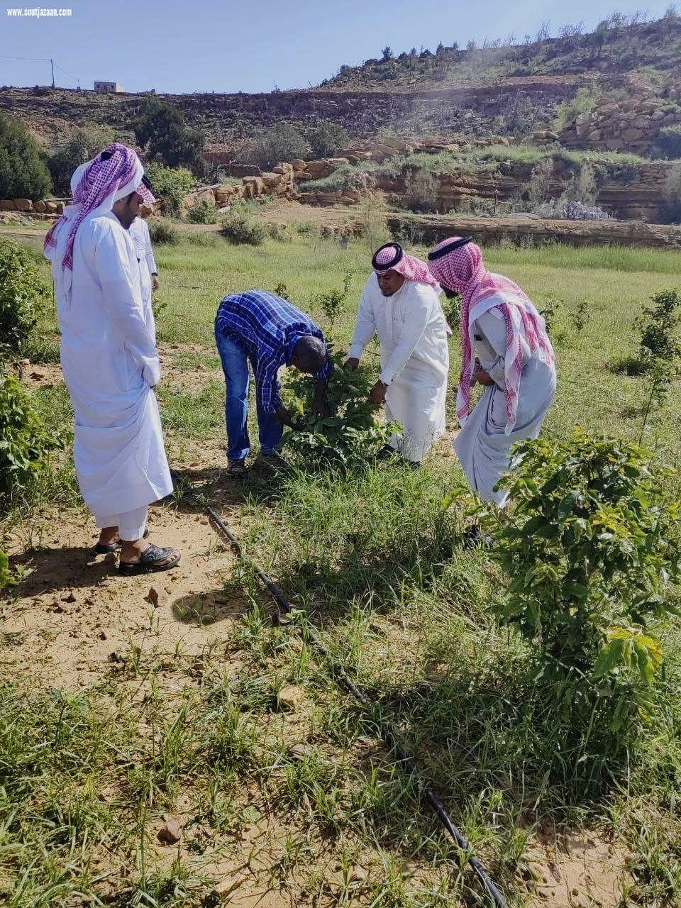 فرع البيئة بجازان ينفذ برنامج إرشادي في مزارع البُن بمحافظة الريث 