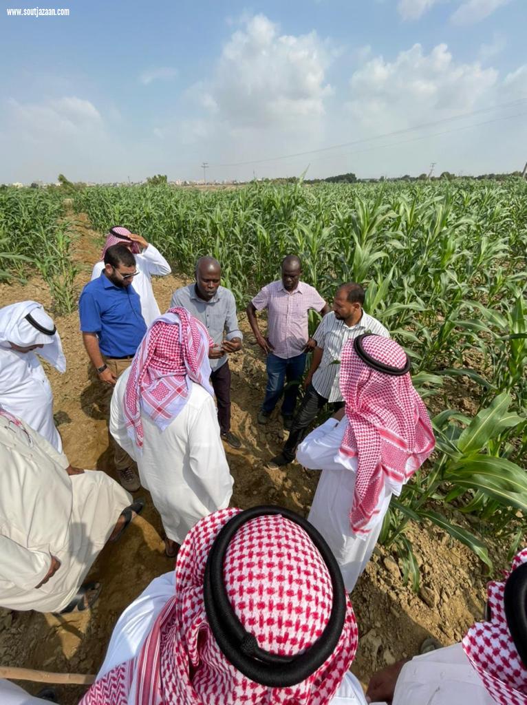فرع البيئه بجازان ينفذ برنامجاً حقلياً عن الممارسات الزراعيه الجيده لمحصول الذره .