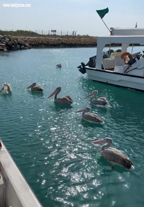 سياح اجانب يشيدون بجمال جزر فرسان