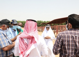 خبراء من منظمة الأغذية والزراعة في الأمم المتحدة FAO يقفون على مزارع المواشي بجازان