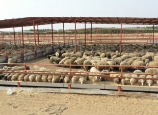 جازان تستقبل 10 ألف رأس من الأغنام الرومانية 