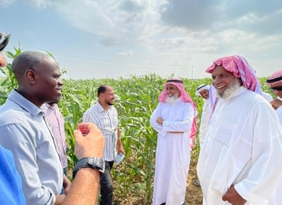 فرع البيئه بجازان ينفذ برنامجاً حقلياً عن الممارسات الزراعيه الجيده لمحصول الذره .